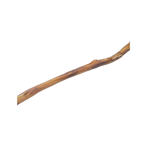 Canis Bullepees  80CM