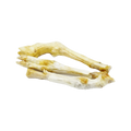Canis Lamspoot
