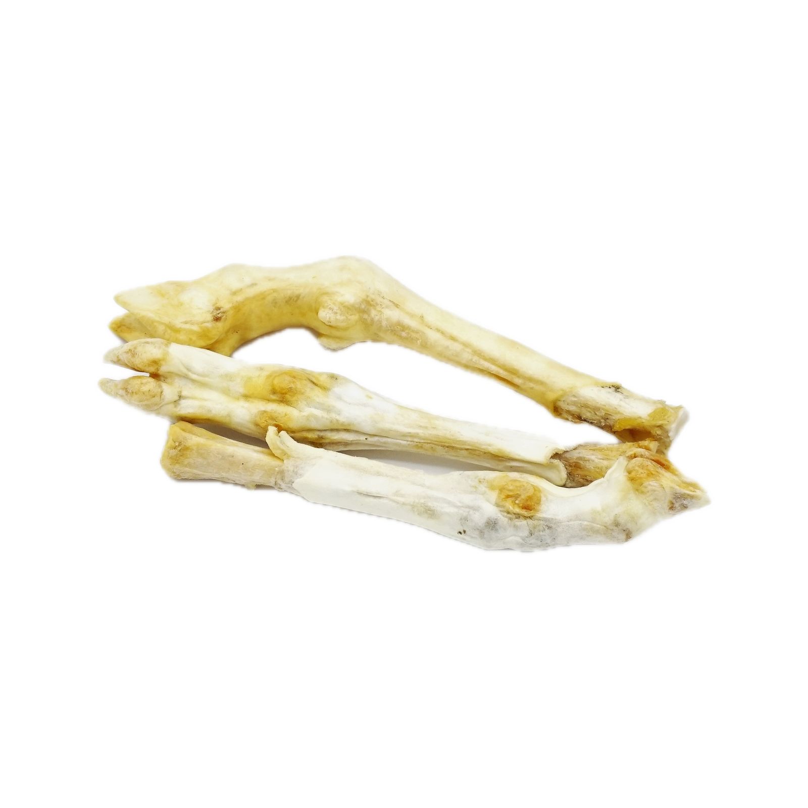 Canis Lamspoot