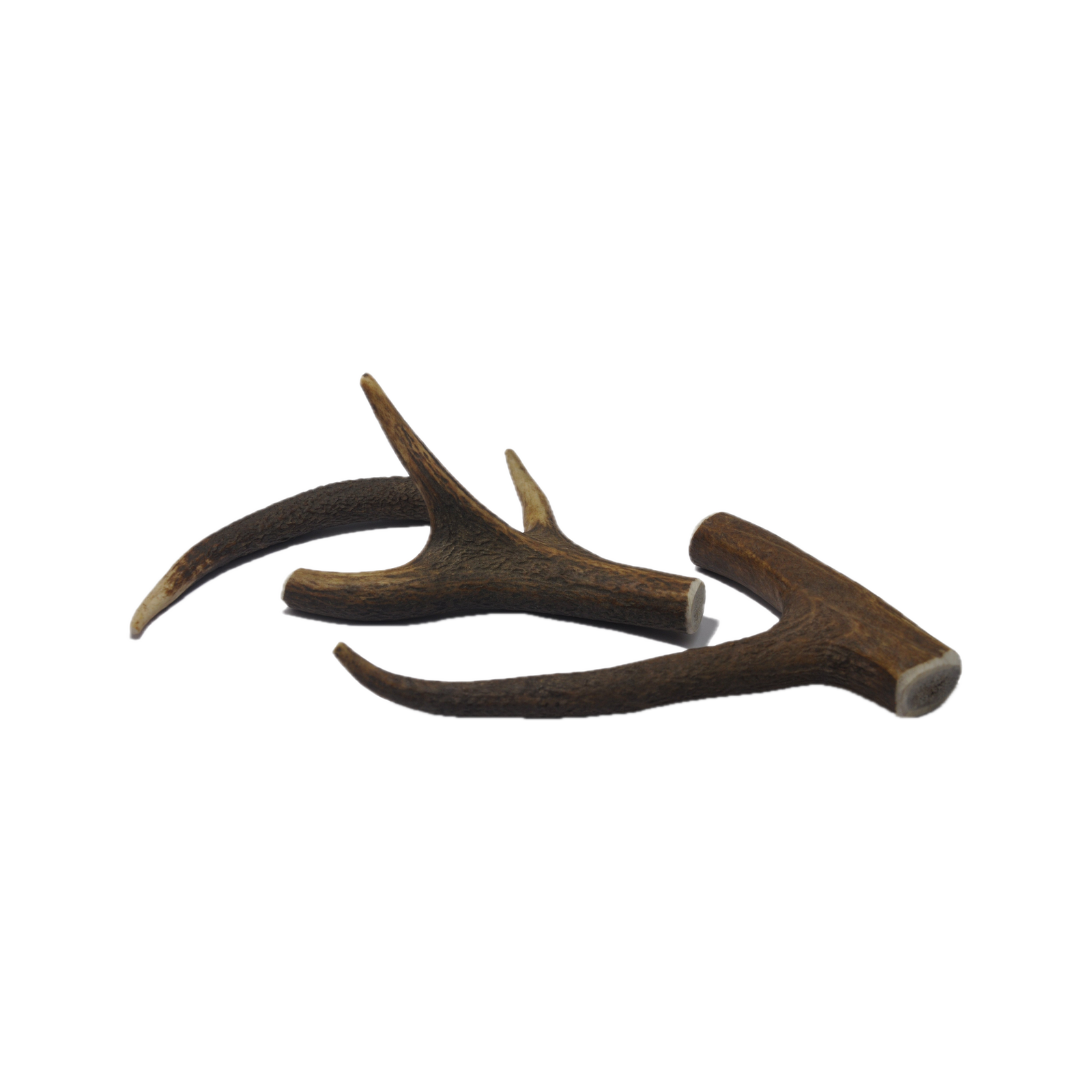 Canis Hertengewei S (50-75 gram )