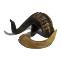 Canis Ramshoorns