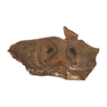 Canis Runderneus Natuur
