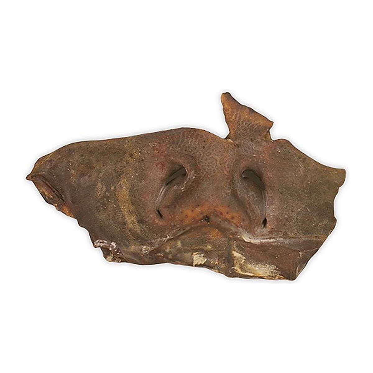 Canis Runderneus Natuur